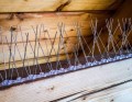 Kolce na Gołębie 50 cm – Ochrona Balkonu, Dachu i Parapetów przed Ptakami