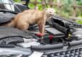 Odstraszacz Kun i Gryzoni 2 sztuki do Samochodu 12V A100 Ultradźwiękowy 
